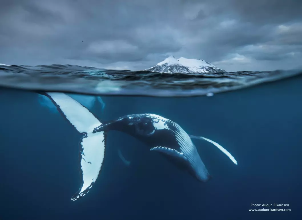 The humpback whale lives a life filled with herring, extremely long migrations, and tropical parties. (Photo: Audun Rikardsen)