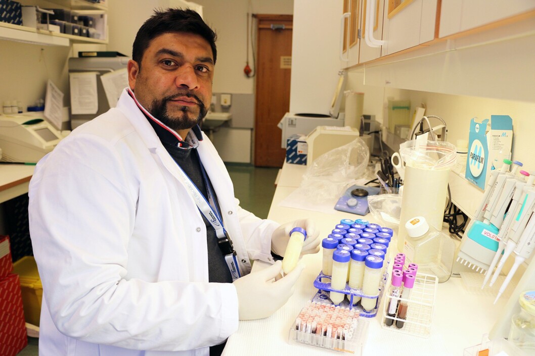 Engineer Faisal Suhel at the Norwegian Veterinary Institute investigates samples of blod and milk for TBE. (Photo: Mari M. Press) Engineer Faisal Suhel at the Norwegian Veterinary Institute investigates samples of blod and milk for TBE. (Photo: Mari M. Press)