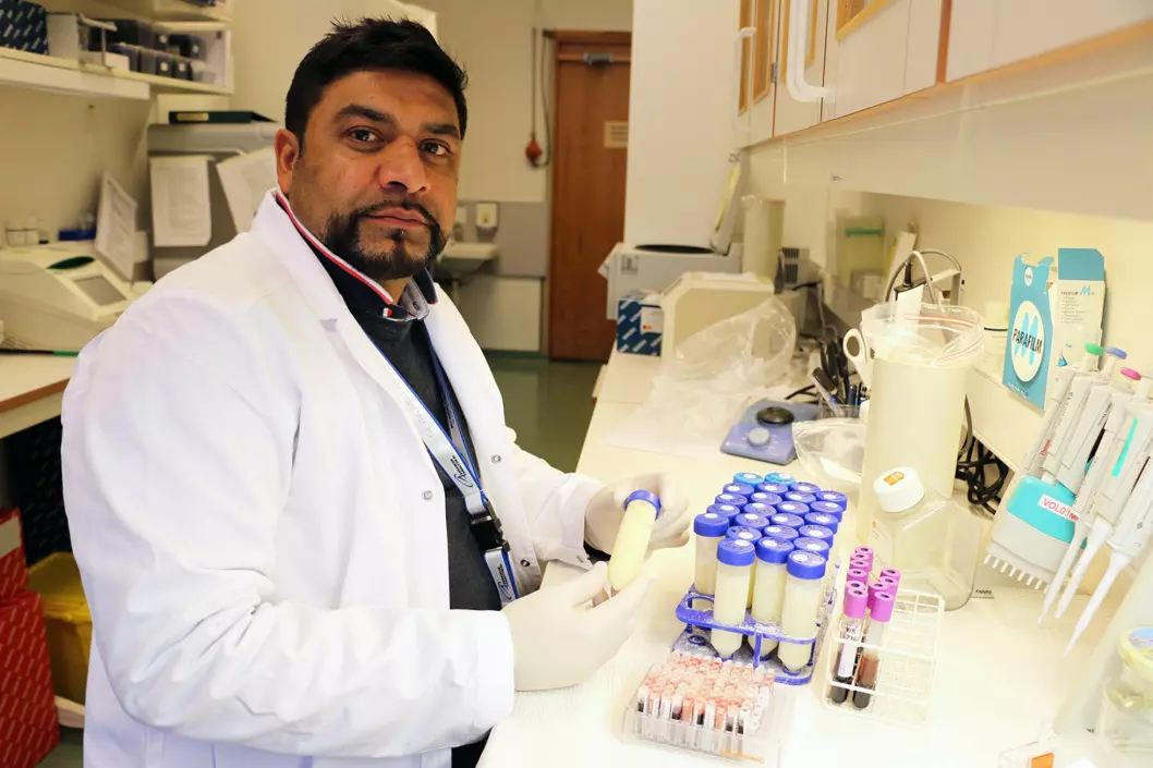 Engineer Faisal Suhel at the Norwegian Veterinary Institute investigates samples of blod and milk for TBE. (Photo: Mari M. Press)