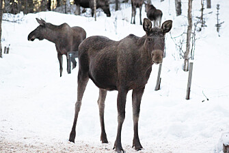 The moose does not get sick of the tick-borne virus, but the virus can still infect people via tick bites. By monitoring the infection among cervids, health authorities can provide better infection warning. (Photo: Veterinærinstituttet) The moose does not get sick of the tick-borne virus, but the virus can still infect people via tick bites. By monitoring the infection among cervids, health authorities can provide better infection warning. (Photo: Veterinærinstituttet)