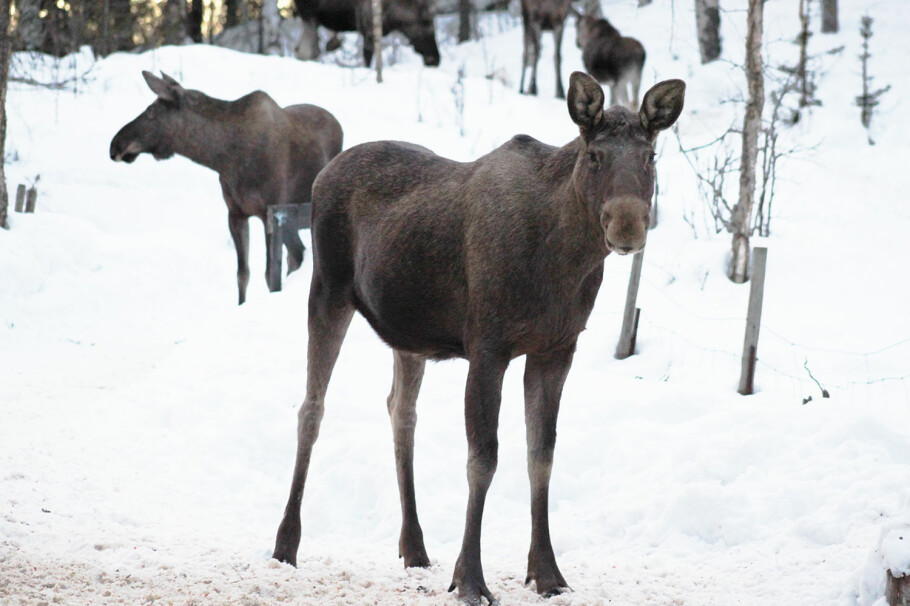 The moose does not get sick of the tick-borne virus, but the virus can still infect people via tick bites. By monitoring the infection among cervids, health authorities can provide better infection warning. (Photo: Veterinærinstituttet)