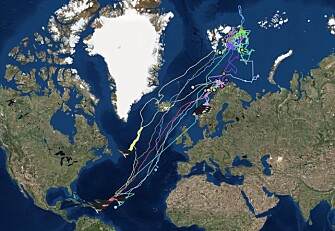 Humpback whales have been satellite tracked from the Arctic to the Caribbean. At the moment they are in the tropical island paradise to find their soul mate. (Map: Whale track/UiT The Arctic University of Norway) Humpback whales have been satellite tracked from the Arctic to the Caribbean. At the moment they are in the tropical island paradise to find their soul mate. (Map: Whale track/UiT The Arctic University of Norway)