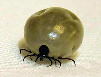 The tick Ixodes ricines. (Photo: Inger Sofie Hamnes, Norwegian Veterinary Institute) The tick Ixodes ricines. (Photo: Inger Sofie Hamnes, Norwegian Veterinary Institute)