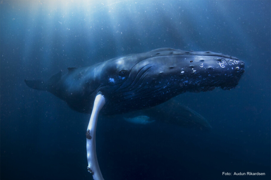 The humpback whale photographed by professor Rikardsen under water. (Photo: Audun Rikardsen)