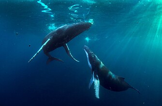Atlantic giants meet in the Caribbean to mate or to give birth to their babies. (Photo: Audun Rikardsen) Atlantic giants meet in the Caribbean to mate or to give birth to their babies. (Photo: Audun Rikardsen)