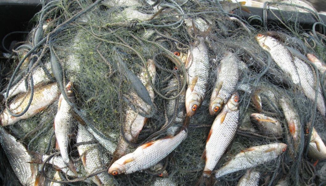 The gill net set full of roach captured from a murky lake. The mesh is discoloured by blue-green algae. (Photo: Kimmo Kahilainen, INN University). The gill net set full of roach captured from a murky lake. The mesh is discoloured by blue-green algae. (Photo: Kimmo Kahilainen, INN University).