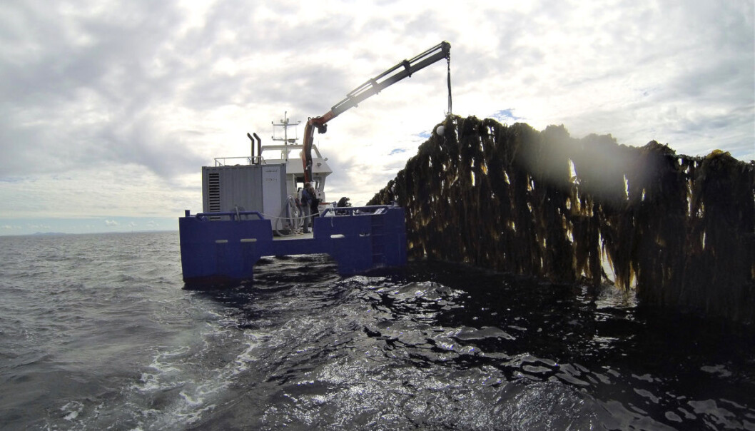 In 2017, the production of farmed kelp in Norway was 145 tons. However, by 2050 the production is projected to reach 20 million tons! Here from kelp farming by Frøya in Sør-Trøndelag. (Photo: Seaweed Energy Solutions) In 2017, the production of farmed kelp in Norway was 145 tons. However, by 2050 the production is projected to reach 20 million tons! Here from kelp farming by Frøya in Sør-Trøndelag. (Photo: Seaweed Energy Solutions)
