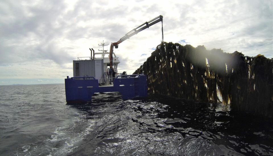 In 2017, the production of farmed kelp in Norway was 145 tons. However, by 2050 the production is projected to reach 20 million tons! Here from kelp farming by Frøya in Sør-Trøndelag. (Photo: Seaweed Energy Solutions)