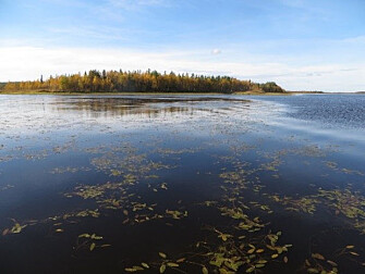 Murky Lake Vaatto. Both lakes are situated above the Arctic Circle but have vastly different water quality due to different climate and surrounding catchment. Joint effects of climate change and land-use are causing fundamental shifts in the ecology of northern lakes with potentially dire consequences for the species they contain. (Photo: Brian Hayden). Murky Lake Vaatto. Both lakes are situated above the Arctic Circle but have vastly different water quality due to different climate and surrounding catchment. Joint effects of climate change and land-use are causing fundamental shifts in the ecology of northern lakes with potentially dire consequences for the species they contain. (Photo: Brian Hayden).
