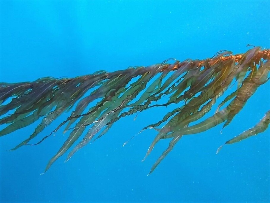 By assimilating CO2, kelp has mitigating effects both on climate change and ocean acidification. In addition, farmed kelp might possibly function as an artificial habitat for fish and other organisms. (Photo: Tango Seaweed A/S)