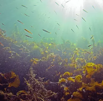 Algae, fish and other organisms find their shelter and living ground in natural kelp forest. (Photo: Janne Gitmark, NIVA)