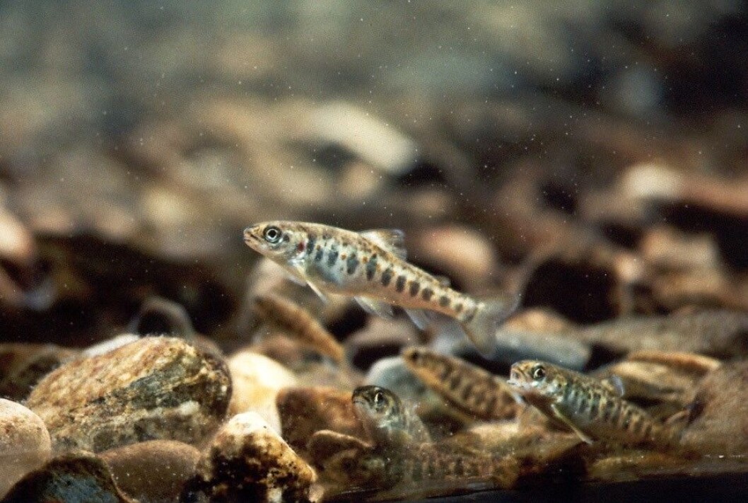 A case study on assessment of combined effects of gamma radiation and depleted uranium on Atlantic salmon was conducted to propose a conceptual approach for combined effect assessment using global gene expression data. The paper was selected as the best toxicology paper in 2018 by the Norwegian Society of Pharmacology and Toxicology (NSFT). A case study on assessment of combined effects of gamma radiation and depleted uranium on Atlantic salmon was conducted to propose a conceptual approach for combined effect assessment using global gene expression data. The paper was selected as the best toxicology paper in 2018 by the Norwegian Society of Pharmacology and Toxicology (NSFT).