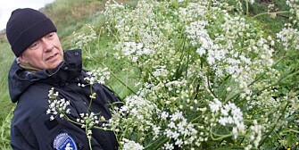 One of the staff of the Svalbard governor’s office removes unwanted cow parsley in Barentsburg.(Photo: Christopher Engås, Svalbardsposten. One of the staff of the Svalbard governor’s office removes unwanted cow parsley in Barentsburg.(Photo: Christopher Engås, Svalbardsposten.