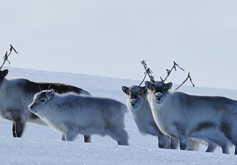When the extreme becomes the norm: Svalbard reindeer cope with dramatic climate change