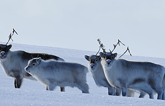When the extreme becomes the norm: Svalbard reindeer cope with dramatic climate change
