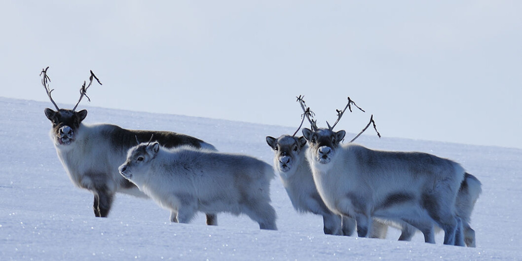 Reindeer on Svalbard are a separate subspecies from their continental cousins. New research shows that extreme climate events in the Arctic actually will help stabilize populations, not cause them to go extinct. (Photo: Erik Ropstad) Reindeer on Svalbard are a separate subspecies from their continental cousins. New research shows that extreme climate events in the Arctic actually will help stabilize populations, not cause them to go extinct. (Photo: Erik Ropstad)