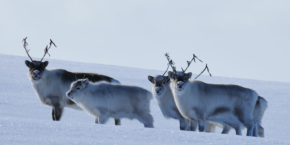 Reindeer on Svalbard are a separate subspecies from their continental cousins. New research shows that extreme climate events in the Arctic actually will help stabilize populations, not cause them to go extinct. (Photo: Erik Ropstad)