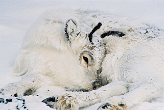 Svalbard’s reindeer are perfectly adapted to the harsh climate there. New research shows they also appear to be able cope with extreme climate change, in part because more vulnerable animals, like this calf, will die off during extreme events, leaving only the strongest animals to survive. (Photo: Erik Ropstad) Svalbard’s reindeer are perfectly adapted to the harsh climate there. New research shows they also appear to be able cope with extreme climate change, in part because more vulnerable animals, like this calf, will die off during extreme events, leaving only the strongest animals to survive. (Photo: Erik Ropstad)