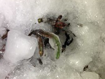 Rain-on-snow has the potential to encase plants in ice, making it impossible for reindeer to graze on them. (Photo: Brage B. Hansen) Rain-on-snow has the potential to encase plants in ice, making it impossible for reindeer to graze on them. (Photo: Brage B. Hansen)