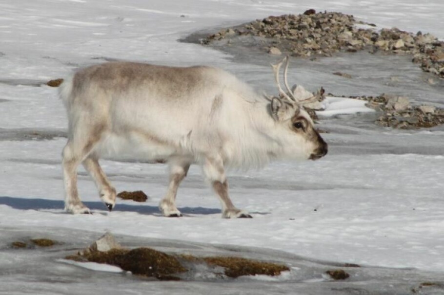 Reindeer on ice. Rain-on-snow events that increasingly characterize winters on Svalbard will not cause reindeer to go extinct, new research shows. (Photo: Brage B. Hansen)
