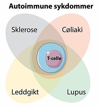The researchers have found that a special type of T-cells is common to several autoimmune diseases. These cells recognize gluten in patients with coeliac disease. Now the goal is to find what they recognize in patients with other autoimmune diseases, as well as to disable such cells with targeted treatment. (Photo: SMART Servier Medical ART, modified by Asbjørn Christophersen)
The researchers have found that a special type of T-cells is common to several autoimmune diseases. These cells recognize gluten in patients with coeliac disease. Now the goal is to find what they recognize in patients with other autoimmune diseases, as well as to disable such cells with targeted treatment. (Photo: SMART Servier Medical ART, modified by Asbjørn Christophersen)