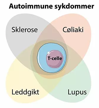 The researchers have found that a special type of T-cells is common to several autoimmune diseases. These cells recognize gluten in patients with coeliac disease. Now the goal is to find what they recognize in patients with other autoimmune diseases, as well as to disable such cells with targeted treatment. (Photo: SMART Servier Medical ART, modified by Asbjørn Christophersen)
