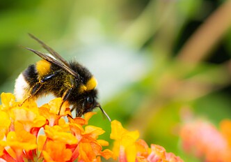 How you can help the insect world
