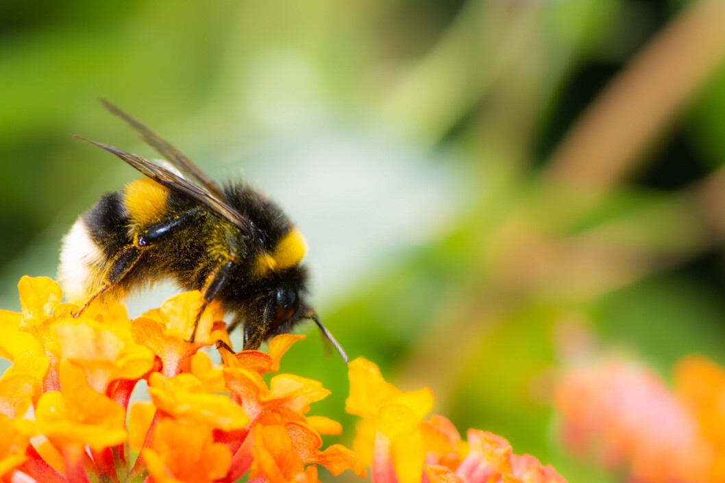 You can help the white-tailed bumblebee, too. (Bombus lucorum gr). (Photo: Colourbox) You can help the white-tailed bumblebee, too. (Bombus lucorum gr). (Photo: Colourbox)