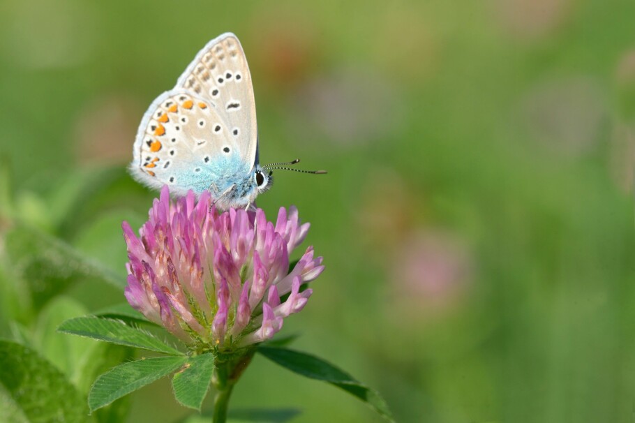 The common-wing butterfly (Polyommatus icarus) is also fond of flowers. (Photo: Colourbox)