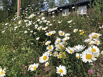 This was a well-groomed lawn seven years ago. By mowing it once a year, the owner has turned it into an insect haven. (Photo: Frode Ødegaard) This was a well-groomed lawn seven years ago. By mowing it once a year, the owner has turned it into an insect haven. (Photo: Frode Ødegaard)