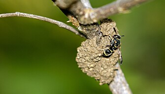 Harmless potter wasps (Ancistrocerus sp) may use an insect hotel. (Photo: Colourbox) Harmless potter wasps (Ancistrocerus sp) may use an insect hotel. (Photo: Colourbox)