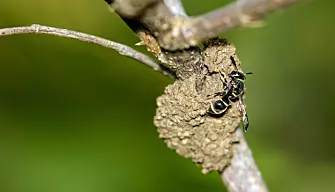 Harmless potter wasps (Ancistrocerus sp) may use an insect hotel. (Photo: Colourbox)