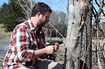 Insect researcher Frode Ødegaard drills holes for the insects in a dry tree trunk. (Photo: Christina Jones, NINA) Insect researcher Frode Ødegaard drills holes for the insects in a dry tree trunk. (Photo: Christina Jones, NINA)