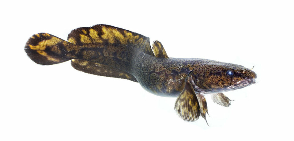 Traces of drugs like oxazepam end up in water and affect fish behaviour and physiology. Researchers studied the behaviour of the freshwater fish burbot in more detail. (Illustration photo: Jørgen Wiklund)