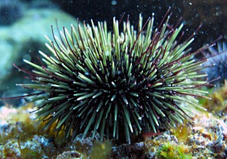 Sea urchin grazing of kelp may worsen negative effects of oil spill in the Arctic