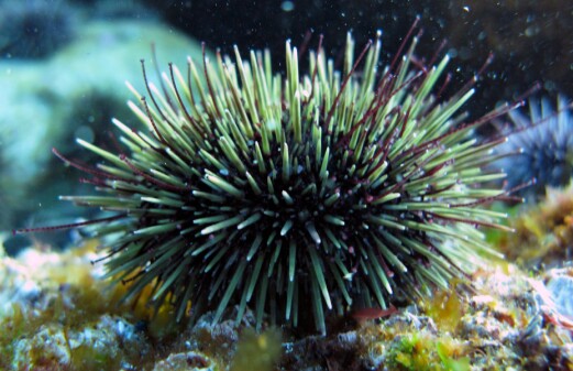 Sea urchin grazing of kelp may worsen negative effects of oil spill in the Arctic