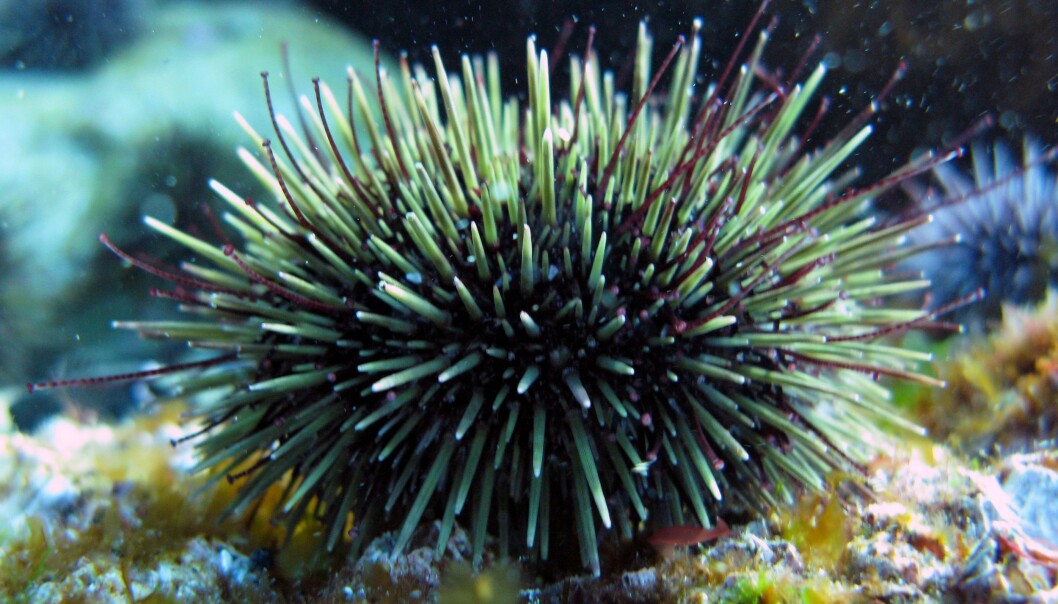 An oil spill in sea urchin dominated areas can have a critical impact on the intertidal communities. To prevent this to happen, managers should be prepared with customized action plans and apply them at the right places. (Photo: Janne Gitmark / NIVA) An oil spill in sea urchin dominated areas can have a critical impact on the intertidal communities. To prevent this to happen, managers should be prepared with customized action plans and apply them at the right places. (Photo: Janne Gitmark / NIVA)