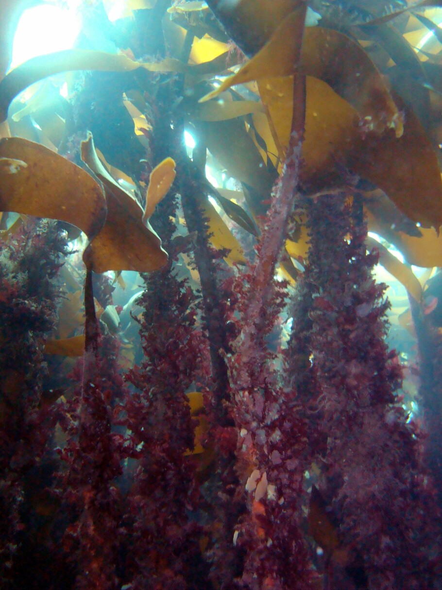 In the last decades, there has been a shift from rich kelp forests to naked barren grounds dominated by sea urchins. Intact kelp forests, like in this picture, were only found in the most wave exposed areas. (Photo: Janne Gitmark / NIVA)