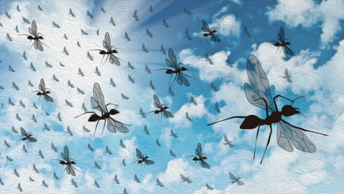 Maur fra flere samfunn kan sverme samtidig i et område. Slik blandes gener, og innavl unngås. Risikoen for hver enkelt sårbar maur blir også mindre. (Illustrasjon: Arnfinn Christensen, forskning.no)