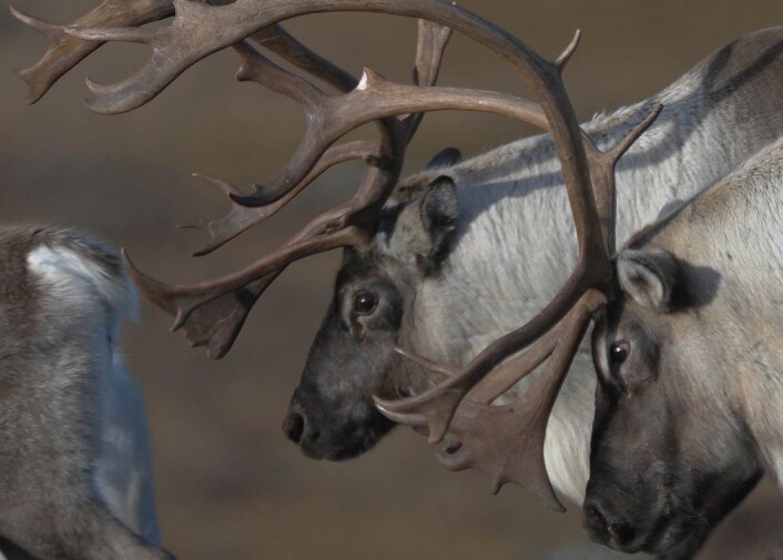 Sliten nå... (Foto: Olav Strand) Sliten nå... (Foto: Olav Strand)