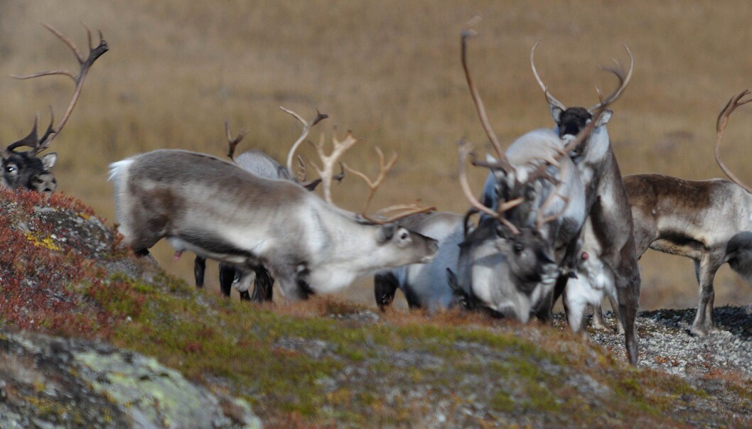 Ni korte sekunder som krever måneder med forberedelser. (Foto: Olav Strand) Ni korte sekunder som krever måneder med forberedelser. (Foto: Olav Strand)