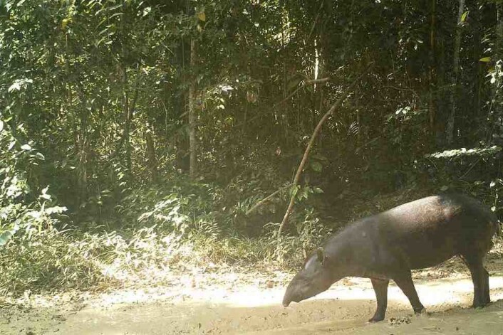 Ved eit vatnhol har Wiig sett opp kamera som fotograferer dyra som kjem for å slokka tørsten, her ein tapir. (Foto: Øystein Wiig, NHM) Ved eit vatnhol har Wiig sett opp kamera som fotograferer dyra som kjem for å slokka tørsten, her ein tapir. (Foto: Øystein Wiig, NHM)