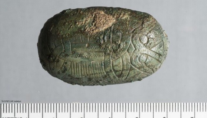 Krypdyrspenne funnet i Gildeskål kommune. Ts15787.3. Fotograf: Mathea Hovind, Norge arktiske Universitetsmuseum. Krypdyrspenne funnet i Gildeskål kommune. Ts15787.3. Fotograf: Mathea Hovind, Norge arktiske Universitetsmuseum.