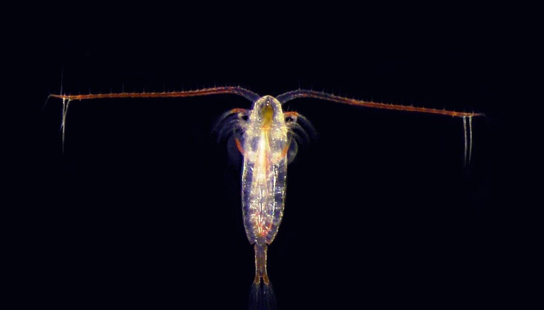 Denne karen lagrer solenergi ved å spise seg feit på planteplankton. (Foto: Sindre A. Pedersen, NTNU) Denne karen lagrer solenergi ved å spise seg feit på planteplankton. (Foto: Sindre A. Pedersen, NTNU)