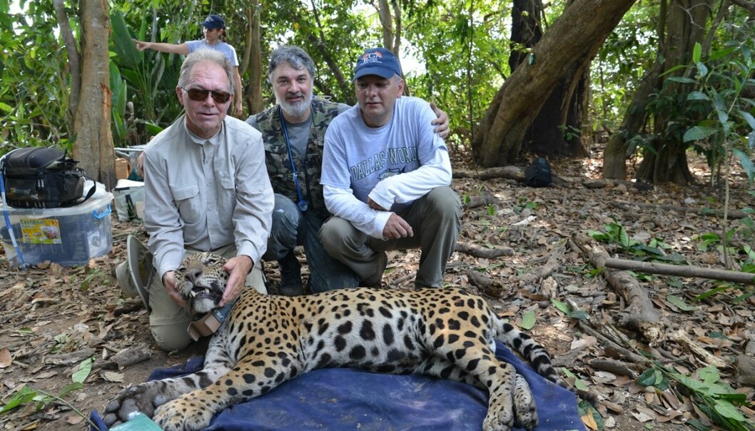 På jaguarmerking i Amazonas