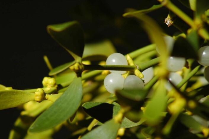 Frukten til misteltein er hvit eller gulaktig, med ett frø som ligger omgitt av seigt, nesten limaktig fruktkjøtt. (Foto: Jean-Pascal Milcent, <a href="http://creativecommons.org/licenses/by/2.0/deed.no">Creative Commons</a>)