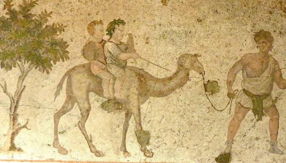Forskerne vet foreløpig lite om barns liv i det gamle Egypt. Men ved å se på papyrer, potteskår, leker og andre gjenstander forsøker de å danne seg et bilde av hvordan barn levde på denne tiden. Her er en mosaikk fra senantikken, tidlig 6. århundre e.Kr. Bildet heter Gutter på Camel, og henger i Great Palace Mosaic Museum i Istanbul.  (Foto: Reidar Aasgaard)