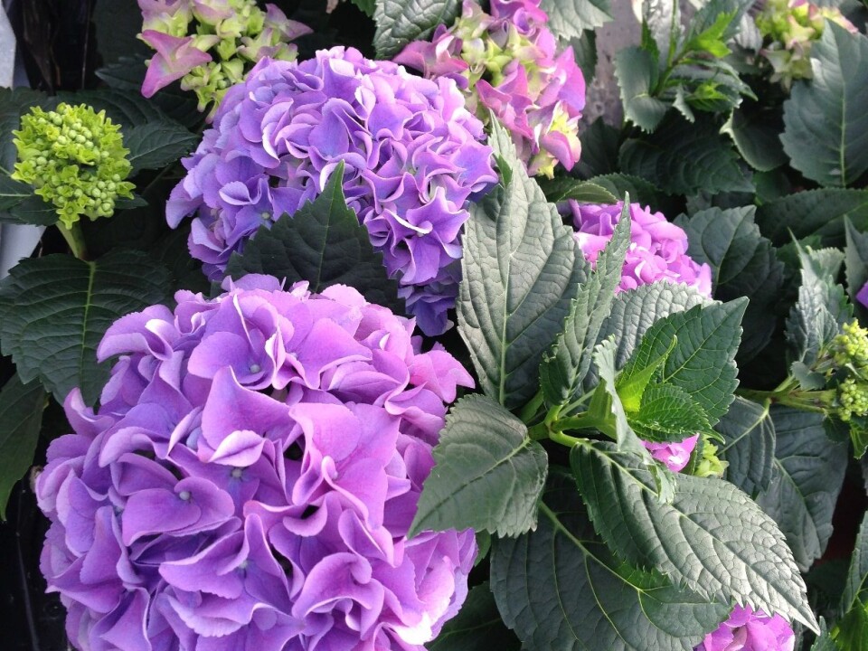 Hortensia klare for salg. (Foto: Sissel Torre)