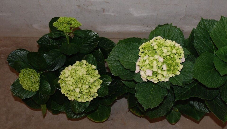 Planten til venstre har hatt moderat temperatur under knoppdanningen og har utviklet tre blomster. Planten til høyre, med bare én blomst, har hatt høyere temperatur under knoppdanningen. (Foto: Henry Bedoya)