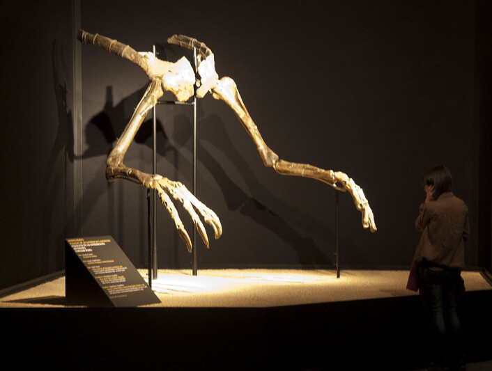 Dette var alt vi visste om Deinocheirus mirificus før de nye funnene. Armene har stått utstilt i Barcelona. (Foto: Jordi Payà/Creative commons) Dette var alt vi visste om Deinocheirus mirificus før de nye funnene. Armene har stått utstilt i Barcelona. (Foto: Jordi Payà/Creative commons)